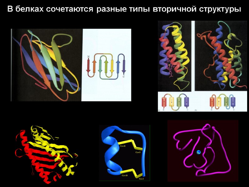 В белках сочетаются разные типы вторичной структуры